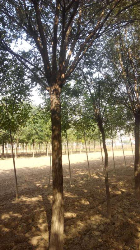 速生国槐哪家好/恒锐苗木