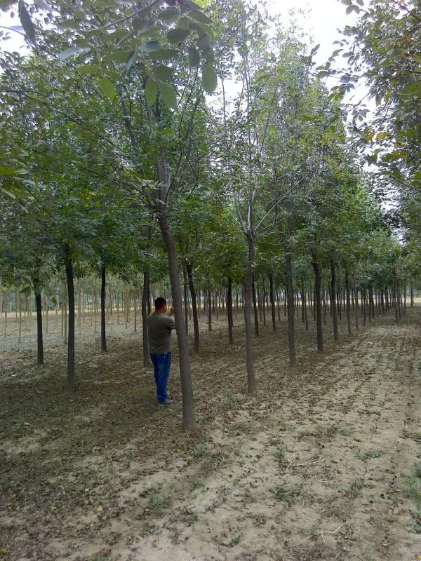 千头椿种植/恒锐苗木