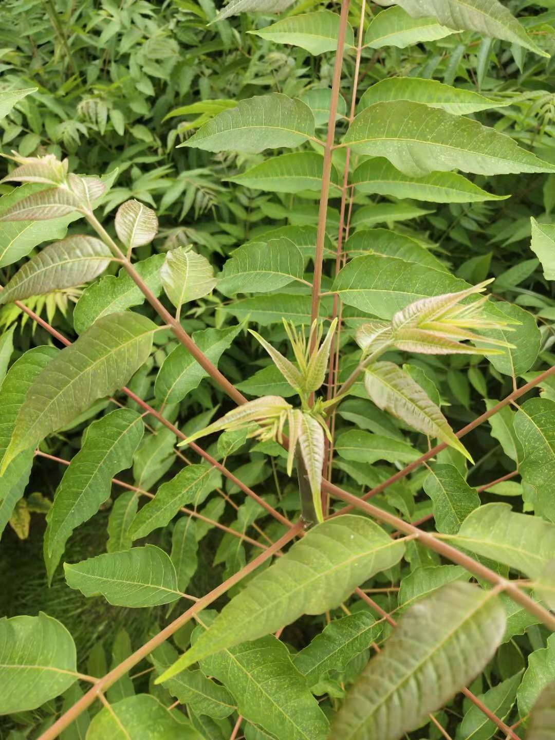 河北香椿苗/泰安拓达苗木