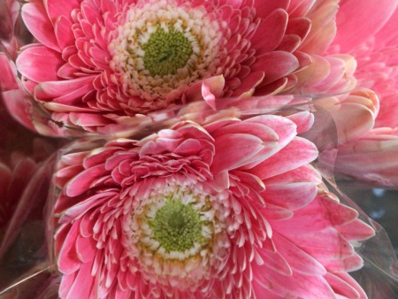 山东非洲菊/夏家扶郎种植合作社