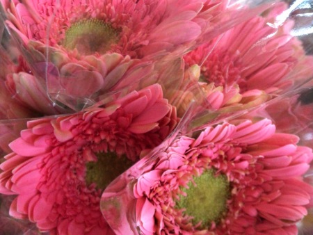 临沂金粉种植基地/夏家扶郎种植合作社