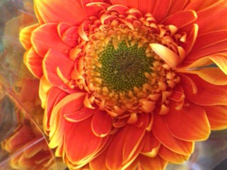 临沂扶郎花/夏家扶郎种植合作社