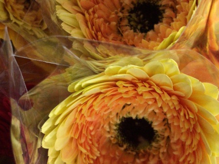 山东香槟种植基地/夏家扶郎种植合作社