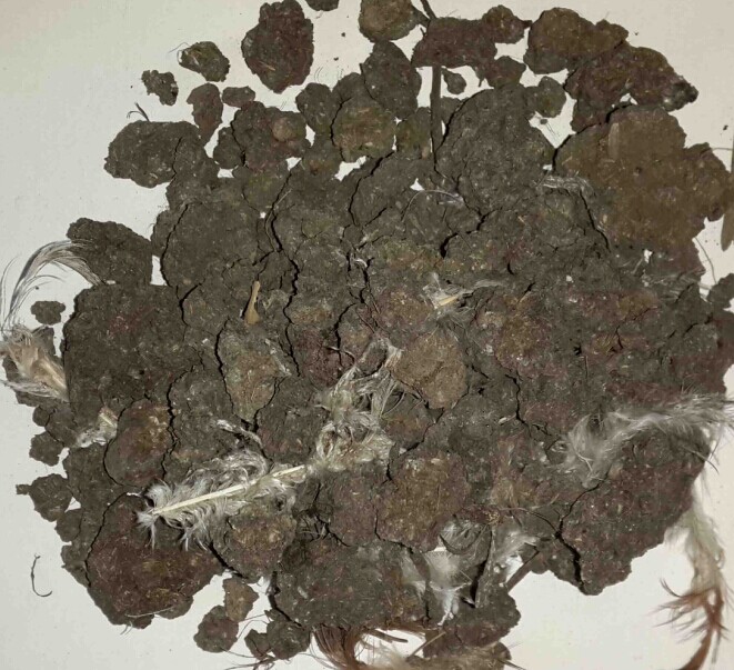 石家庄干鸡粪块销售/石家庄金沃地