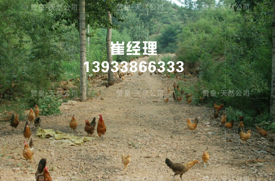 石家庄土鸡批发-赞皇县天然农产品