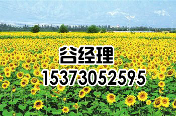 承德油葵种子批发-嘉丰种业