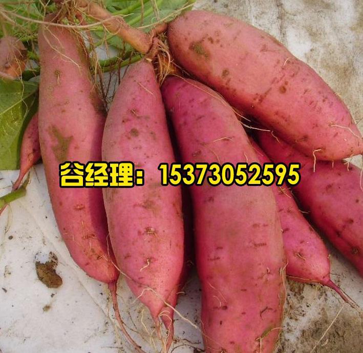 元氏县脱毒红薯苗-嘉丰种业