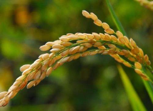 农产品进口清关代理服务青岛哪好|鑫润丰物流