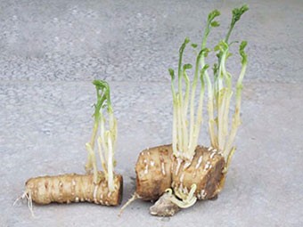 瓜蒌苗哪里有卖-江苏昊林农业